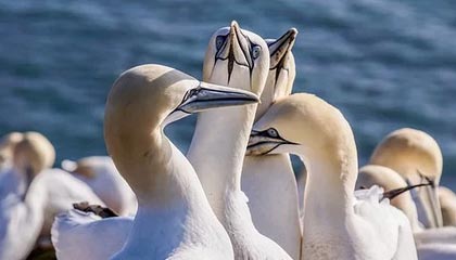 独家视频丨《我的中国心》 澳门同胞的深情告白