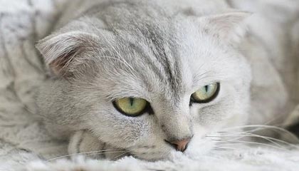 关键时刻，冯德莱恩决定对华出手，被曝将准备制裁12家中企