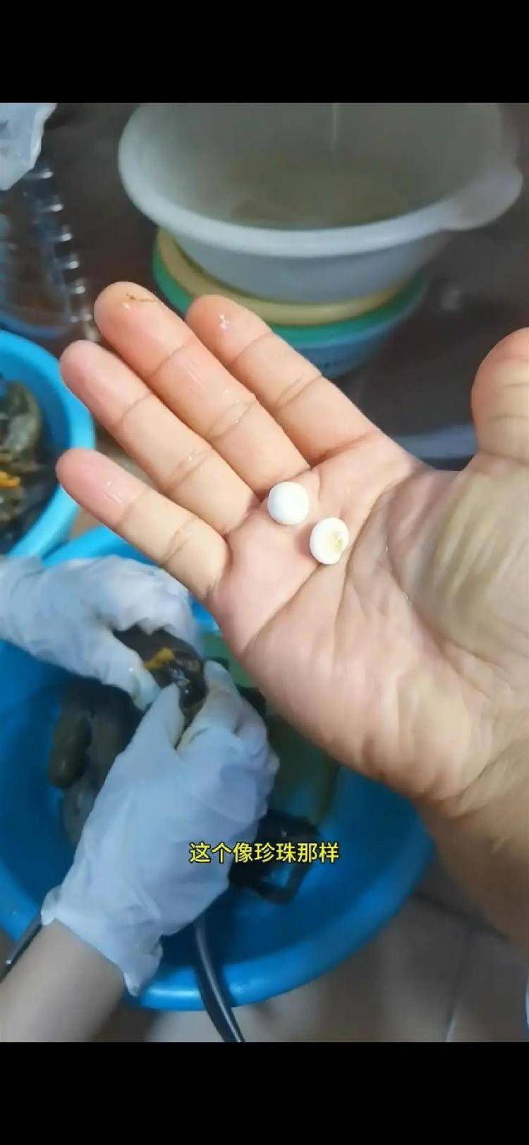女子小龙虾里剥出多颗“龙珠”，专家解读其来历