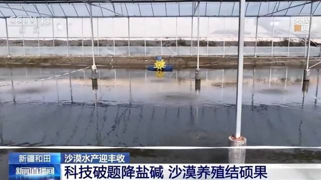 沙漠边缘养螃蟹 新疆如何做到“海鲜”大丰收?